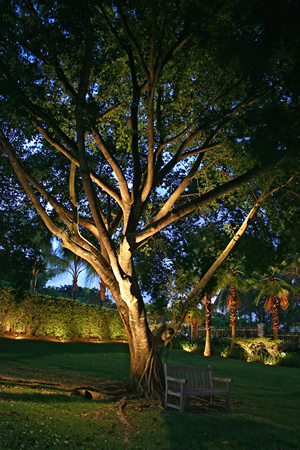 large tree with lighting 